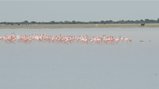 TA1.5: Makgadikgadi Salt Pans, Botswana. Flamingos are breeding in some of the salty ponds during the rainy season (Dec – Mar).